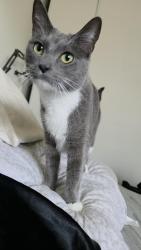 Lost Female Cat last seen Tustin Garden apts. Pasadena st and McFadden st., Tustin, CA 92780