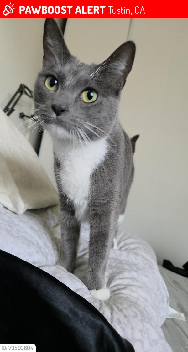 Lost Female Cat last seen Tustin Garden apts. Pasadena st and McFadden st., Tustin, CA 92780