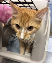 Shelter Stray Male Cat last seen Near Shallowford Rd, 30341, GA, 3280 Chamblee Dunwoody Rd, Chamblee, GA 30341, USA