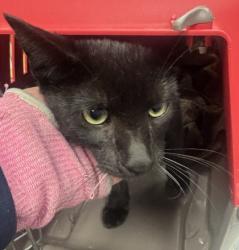 Shelter Stray Male Cat last seen Near Memorial rive S Mountain Ga 30032, 30032, GA, 3280 Chamblee Dunwoody Rd, Chamblee, GA 30341, USA