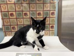 Shelter Stray Female Cat last seen Sidecut Park, 43537, OH, 827 Illinois Ave, Maumee, OH 43537, USA