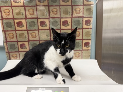 Shelter Stray Female Cat last seen Sidecut Park, 43537, OH, 827 Illinois Ave, Maumee, OH 43537, USA