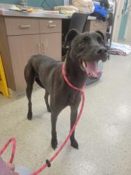 Shelter Stray Female Dog last seen 121st St and Hoosier Rd, HC Strays by Out of County Residents, IN, 10501 Hague Rd, Fishers, IN 46038, USA