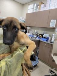 Shelter Stray Male Dog last seen 116th and Allisonville, HC Strays by Out of County Residents, IN, 10501 Hague Rd, Fishers, IN 46038, USA