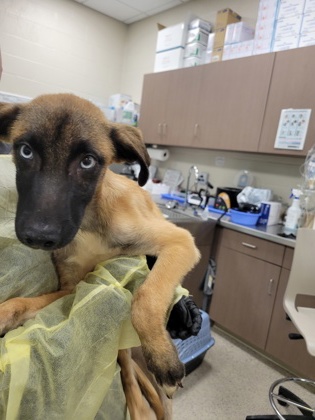 Shelter Stray Male Dog last seen 116th and Allisonville, HC Strays by Out of County Residents, IN, 10501 Hague Rd, Fishers, IN 46038, USA