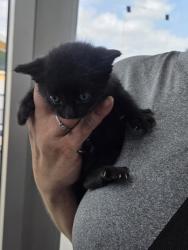 Shelter Stray Male Cat last seen Near Sunday Pl, South District, TX, 355 Hillshire Dr, Haslet, TX 76052, USA