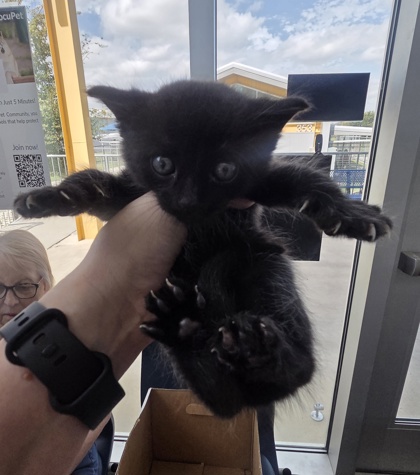 Shelter Stray Male Cat last seen Near Sunday Pl, South District, TX, 355 Hillshire Dr, Haslet, TX 76052, USA