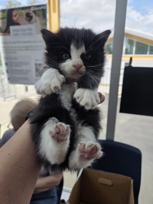 Shelter Stray Male Cat last seen Near Sunday Pl, South District, TX, 355 Hillshire Dr, Haslet, TX 76052, USA