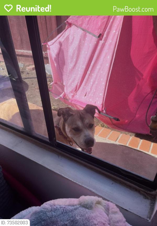 Reunited Female Dog last seen Vista High School, Vista, CA 92084