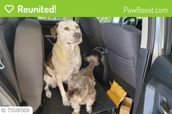 Reunited Female Dog last seen On property at 5533 Wright Road, Sherman, TX 75092