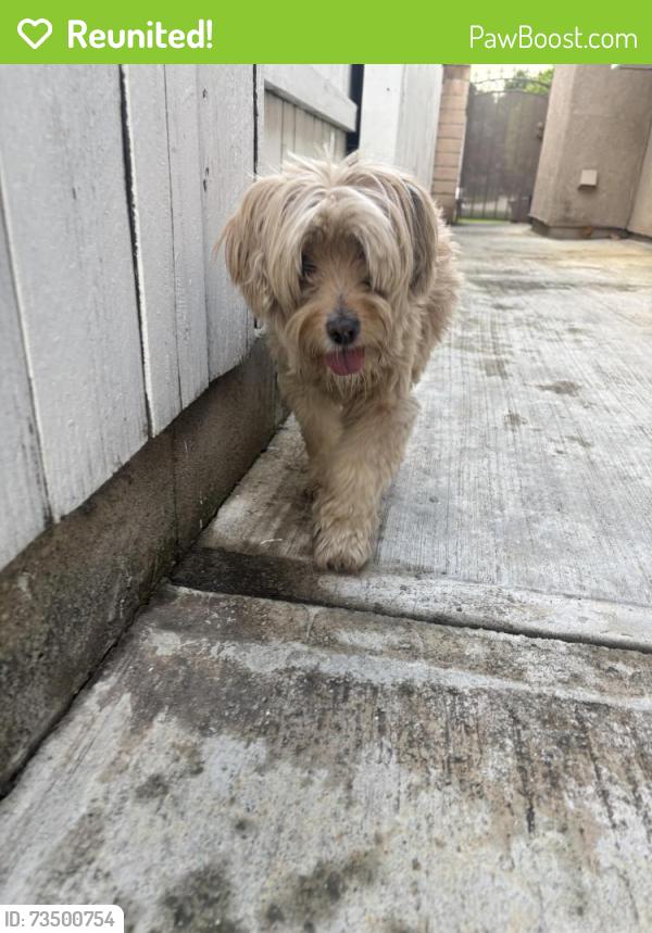 Reunited Male Dog last seen Romona Ave, Rancho Cucamonga, CA 91737