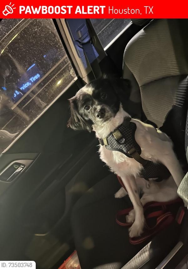 Lost Male Dog last seen Near Marinette Drive, Houston, Texas, Houston, TX 77036