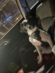 Lost Male Dog last seen Near Marinette Drive, Houston, Texas, Houston, TX 77036