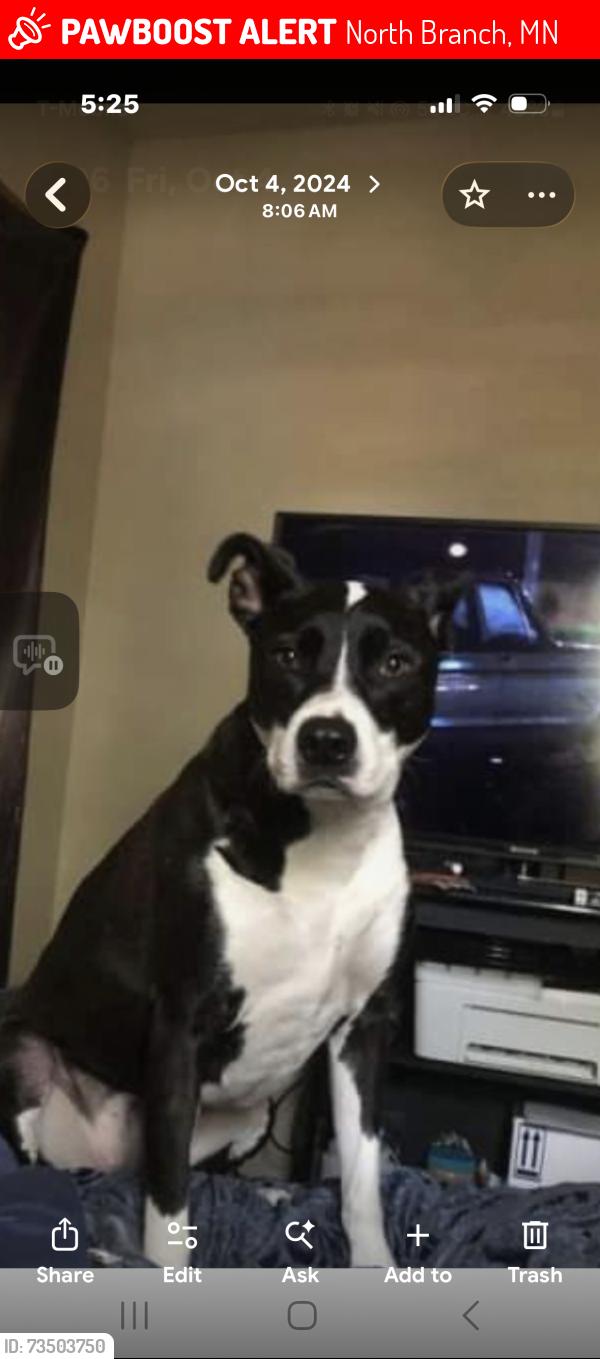 Lost Female Dog last seen Harvester Ave, North Branch, MN 55056