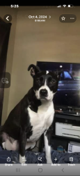 Lost Female Dog last seen Harvester Ave, North Branch, MN 55056