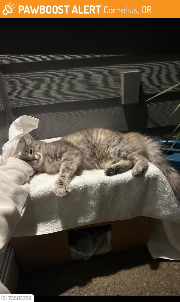 Found/Stray Female Cat last seen S 29th st and S jasper st, Cornelius, OR 97113
