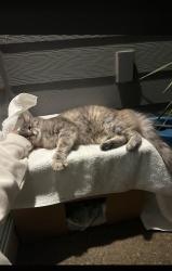Found/Stray Female Cat last seen S 29th st and S jasper st, Cornelius, OR 97113