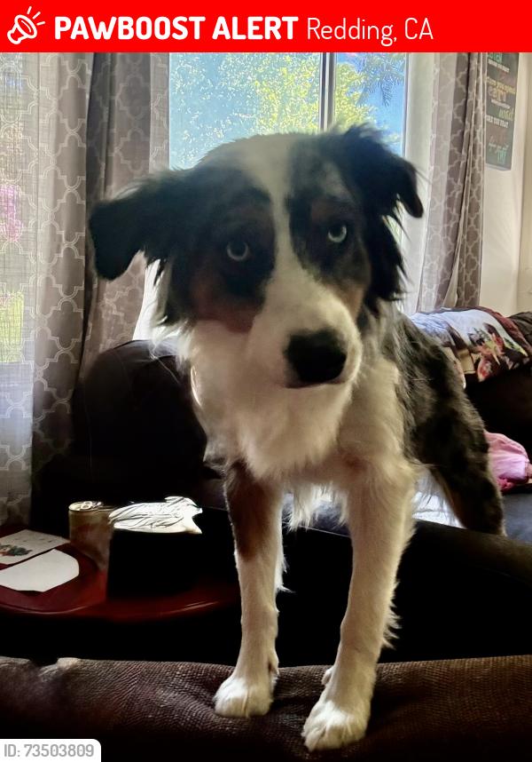 Lost Female Dog last seen Loma St or Coronado, Redding, CA 96003