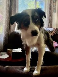Lost Female Dog last seen Loma St or Coronado, Redding, CA 96003