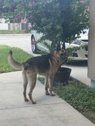 Found/Stray Unknown Dog last seen Marbella st, Brownsville, TX 78520
