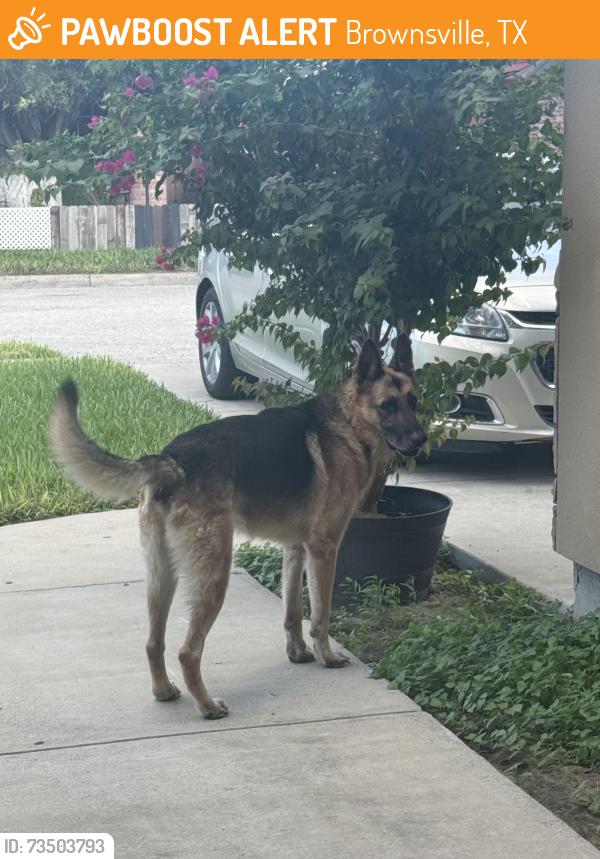 Found/Stray Unknown Dog last seen Marbella st, Brownsville, TX 78520