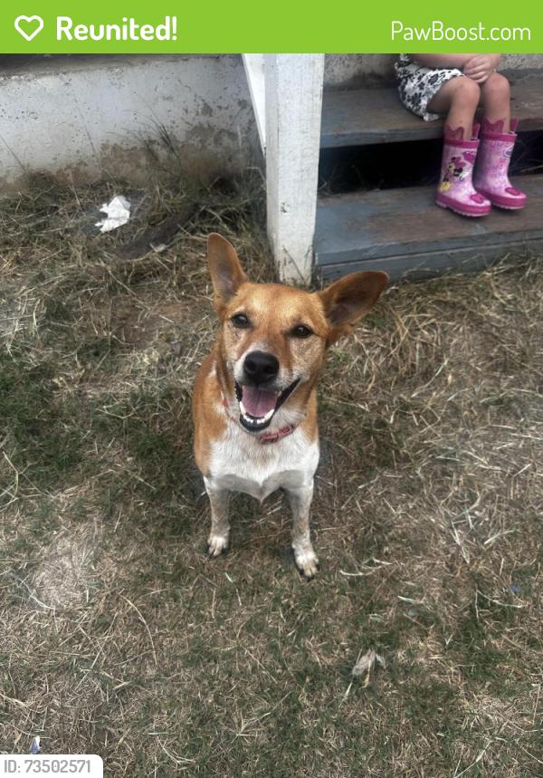 Reunited Male Dog last seen N anglin and heath, Cleburne, TX 76031