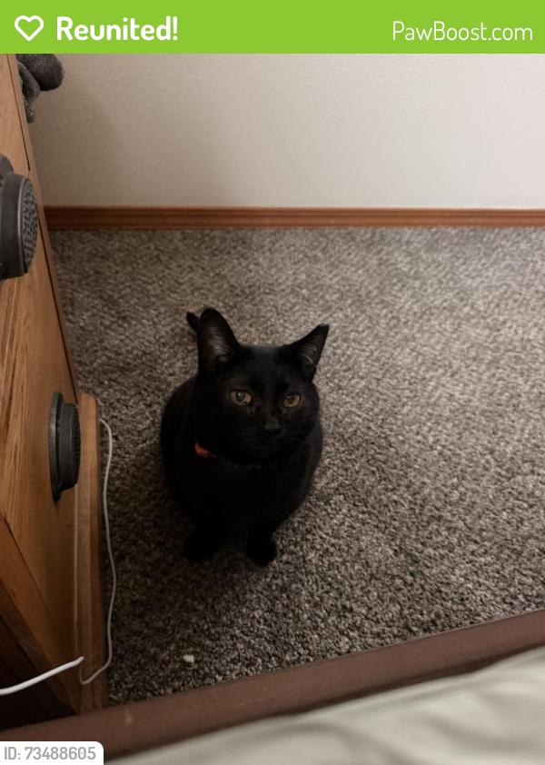 Reunited Female Cat last seen June road, Bellingham, WA 98226