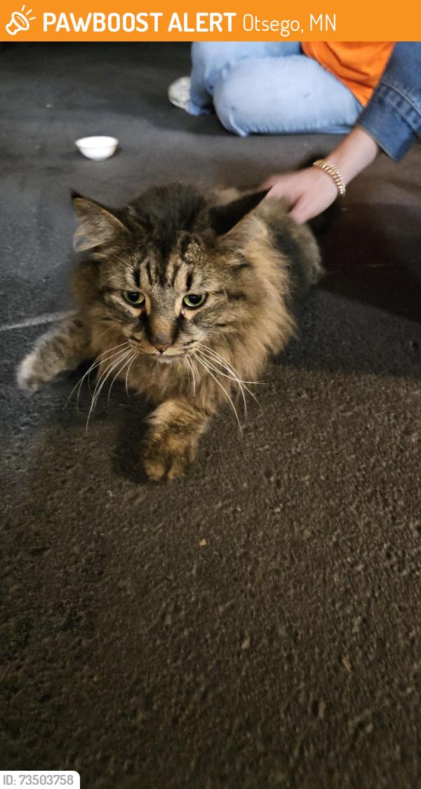 Found/Stray Unknown Cat last seen Prairie View Elementary School, Otsego, MN 55330