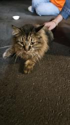 Found/Stray Unknown Cat last seen Prairie View Elementary School, Otsego, MN 55330