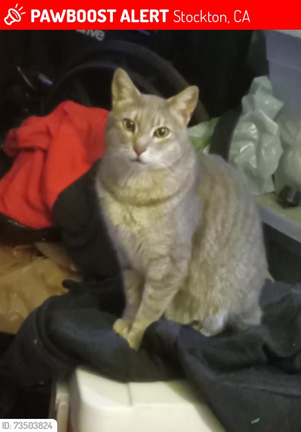 Lost Female Cat last seen Near Stagg High School, Stockton, CA 95207