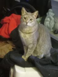 Lost Female Cat last seen Near Stagg High School, Stockton, CA 95207