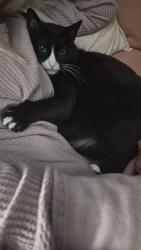 Reunited Male Cat last seen Lofty Mountain Ct/Clear Lake City Blvd, Houston, TX 77062