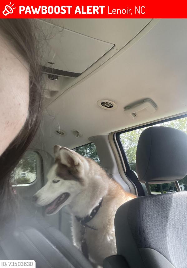 Lost Female Dog last seen Gamewell park, Lenoir, NC 28645
