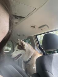 Lost Female Dog last seen Gamewell park, Lenoir, NC 28645