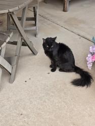 Reunited Unknown Cat last seen Guadalupe Rd and Price, Mesa, AZ 85224