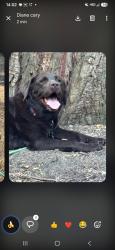 Reunited Female Dog last seen Rosebay Drive and Snapdragon Street, Encinitas, CA 92024