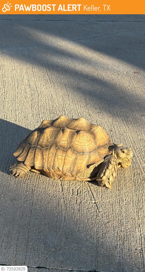 Found/Stray Unknown Reptile last seen Reata rd. Keller, Keller, TX 76248