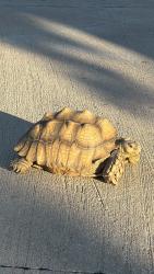 Found/Stray Unknown Reptile last seen Reata rd. Keller, Keller, TX 76248