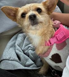 Reunited Female Dog last seen Near Faunce Corner Rd, Dartmouth, MA 02747, USA, Dartmouth, MA 02747