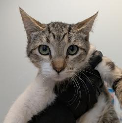 Shelter Stray Male Cat last seen Near 42nd Street, San Diego, CA, 92102, 5500 Gaines St, San Diego, CA 92110, USA