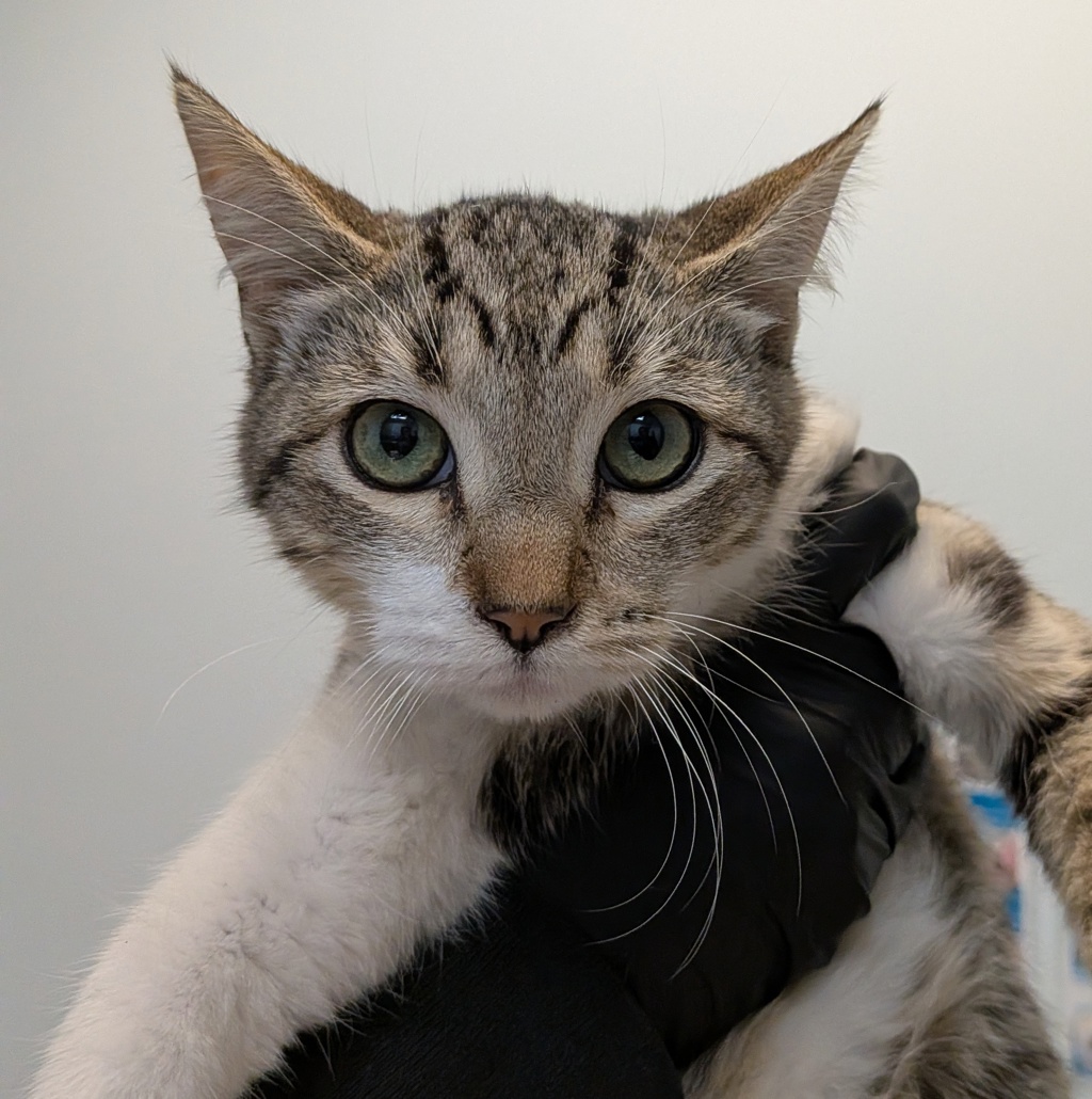 Shelter Stray Male Cat last seen Near 42nd Street, San Diego, CA, 92102, 5500 Gaines St, San Diego, CA 92110, USA