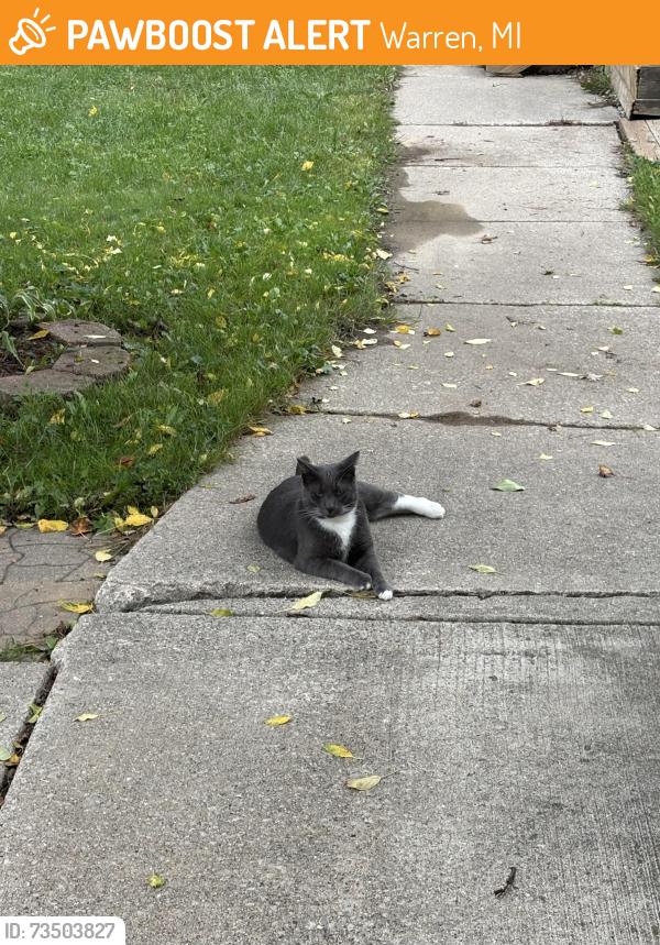Found/Stray Male Cat last seen 14 mile and Schoenherr, Warren, MI 48088