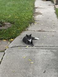 Found/Stray Male Cat last seen 14 mile and Schoenherr, Warren, MI 48088