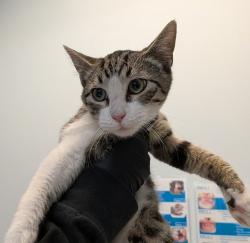 Shelter Stray Male Cat last seen Near 42nd Street, San Diego, CA, 92102, 5500 Gaines St, San Diego, CA 92110, USA