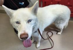 Shelter Stray Male Dog last seen Near Town Center Parkway, Santee, CA, 92071, El Cajon, CA 92020, USA