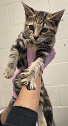 Shelter Stray Female Cat last seen Near Helix Mesa Way, Spring Valley, CA, 91977, El Cajon, CA 92020, USA