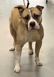 Shelter Stray Male Dog last seen Near Bay Street, STATEN ISLAND, NY, 10305, 3139 Veterans Rd W, Staten Island, NY 10309, USA