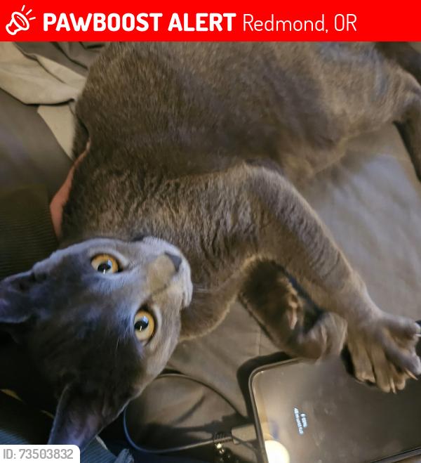 Lost Male Cat last seen Hugh Hartman, Redmond, OR 97756