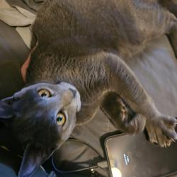Lost Male Cat last seen Hugh Hartman, Redmond, OR 97756