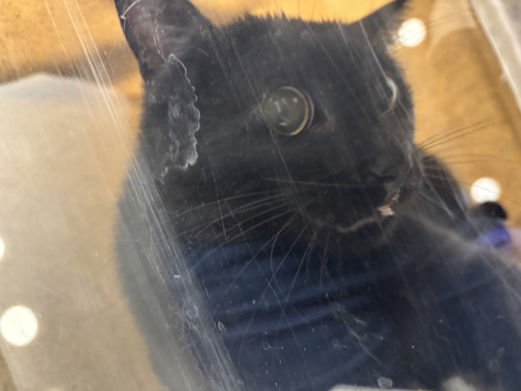 Shelter Stray Unknown Cat last seen NW Vaa Road, Poulsbo, WA, 98370, 9167 Dickey Rd NW, Silverdale, WA 98383, USA